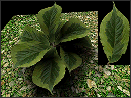 Leaf03a