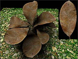 Leaf04d